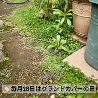 グレコマ,セダム,リッピア,黄金丸葉万年草,ヒメイワダレソウの画像