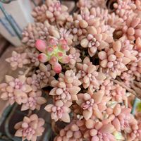 乙女心,虹の玉,姫秋麗,姫秋麗,ビアホップ の画像