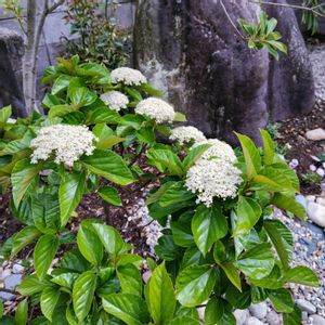 ガマズミ,植栽,低木,庭の画像
