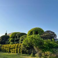 月桂樹,椿 （つばき）,トピアリー,狛江市,ガオウの画像