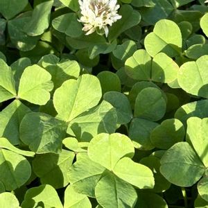 花瓶,今日の花,花散歩,花のある暮らし,自己流アレンジの画像