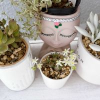 銀月,リトルミッシー,子猫の爪,子猫の爪,セネシオ銀月の画像