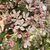 チューリップ,ヒメリンゴ,ボケ,ボケ,八重桜の画像