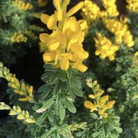 エニシダ,レンギョウ,ミモザ,アブラナ,カロナイナ ジャスミンの画像
