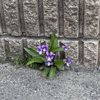 スミレ,チューリップ,雪割草,喜多方日中線枝垂れ桜並木,花束日本菫の画像
