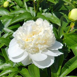 シャクヤク,芍薬(シャクヤク）,白い花,花のある暮らし,あっという間の画像