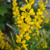 エニシダ,カロライナジャスミン,姫エニシダ,黄色い花,今日のお花の画像