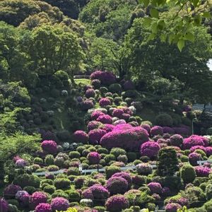 ツツジ,カツラ,お出かけ先の画像