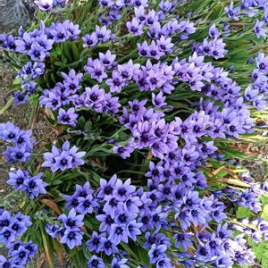 芝生,可愛い,癒される,花のある暮らし,綺麗の画像