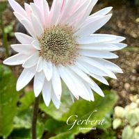 ガーベラ,多年草,キク科,花のある暮らし,緑のある暮らしの画像