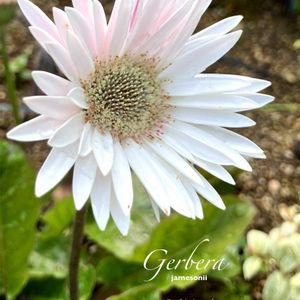 ガーベラ,多年草,キク科,花のある暮らし,緑のある暮らしの画像
