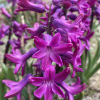 ヒアシンス,春の訪れ,花も多肉も好き,庭の画像