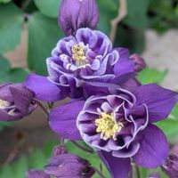 オダマキ,西洋オダマキ,八重咲き西洋オダマキ,青い花マニア,おうち園芸の画像