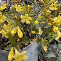 カロライナジャスミン,花のある暮らし,緑のある暮らし,お庭のお花,癒しの草花の画像