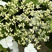 ツルアジサイ,つる性植物,山野草,꒰ღ˘◡˘ற꒱かわゅ~,ツンツンの画像