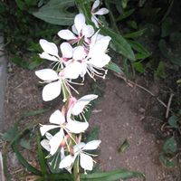 アヤメ,アヤメ,ガウラ,ガウラ,ダールベルグデージーの画像