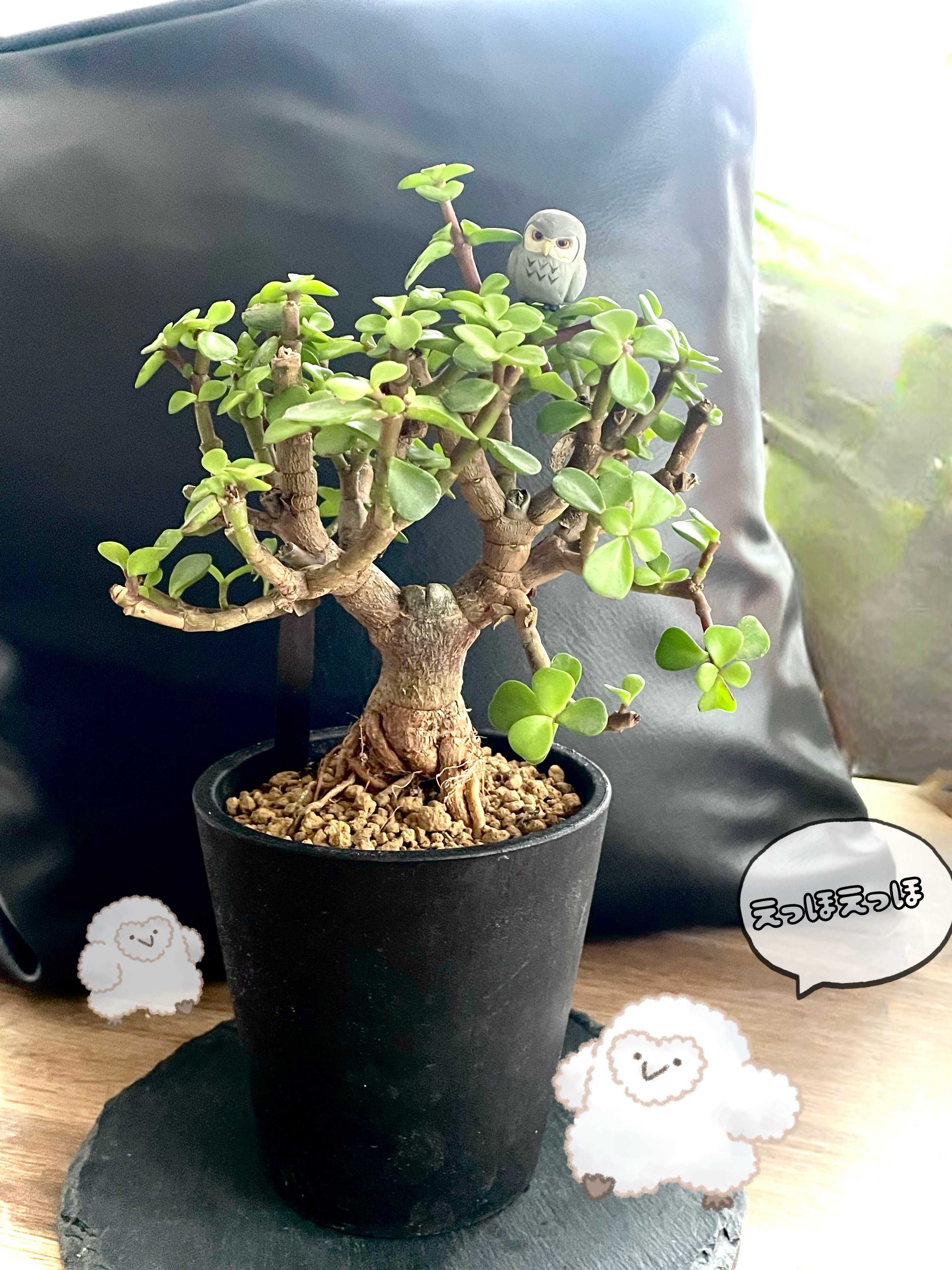 マキギヌ(巻絹)の育て方｜置き場所や水やり加減は？｜🍀GreenSnap