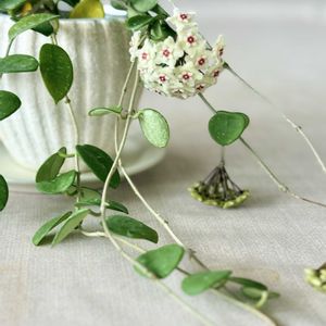 サクララン,ホヤ・マチルダ,ホヤ♡,観葉植物,リビングの画像