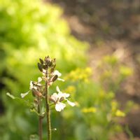 ルッコラ,ミズナ,花のある暮らし,小さな幸せ♡,花いろいろの画像