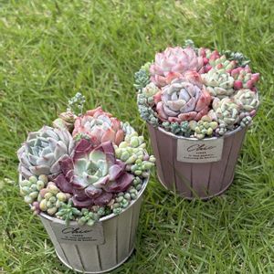 アイスドール,アイスドール,チーズブルーベリー,チーズブルーベリー,多肉植物の画像