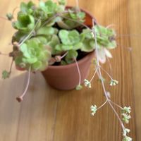 オルビキュラリス,オルビキュラリス,多肉植物,花のある暮らし,おうち園芸の画像
