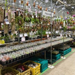 多肉植物,多肉大好き,洋ラン,花のある暮らし,つぶつぶの画像
