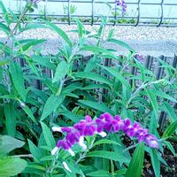 アメジストセージ,自宅の花壇の画像