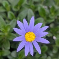 ブルーデイジー,大好きな花,青い花マニア,チーム・ブルー,水曜日は水色の画像