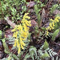 ツクシ,ミヤマキケマン,奥飛騨,帰り道の山道の画像
