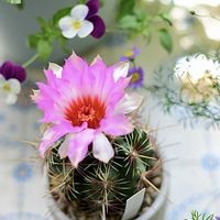 サボテン,五色大統領,多肉植物,サボテンの花,すーちゃんのサボテンの画像