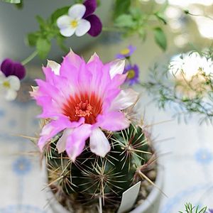 サボテン,五色大統領,多肉植物,サボテンの花,すーちゃんのサボテンの画像