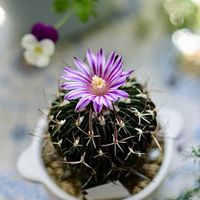 サボテン,縮玉,多肉植物,サボテンの花,すーちゃんのサボテンの画像