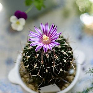 サボテン,縮玉,多肉植物,サボテンの花,すーちゃんのサボテンの画像