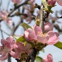 カリン,カリン,カリン,カリン,花梨(カリン)の画像