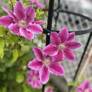 オダマキ,クレマチス,マーガレット,花壇,自己流ガーデニングの画像