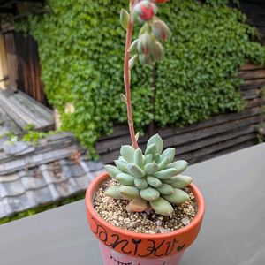 多肉植物,可愛い,多肉の花芽,GW,ぐんぐん伸びるの画像