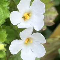 バコパ,金曜日の蕾たち,Juneの会,白い水曜日♡,秘密の花園♡の画像