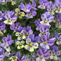 ビオラ,にゃんにゃんぽこにゃん,ガーデニング,お花,花のある暮らしの画像