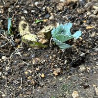 キャベツ,キャベツの芯から,プランター野菜,自家製野菜,家庭菜園の画像