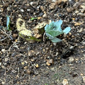 キャベツ,キャベツの芯から,プランター野菜,自家製野菜,家庭菜園の画像
