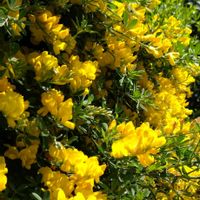 エニシダ,ヒメエニシダ,今日のお花,お出かけ先の画像