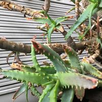 キダチアロエの画像