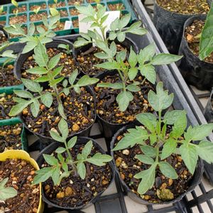 サンマルツァーノ,自家製野菜,農業女子,おうち園芸,家庭菜園の画像