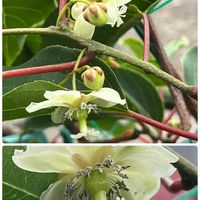 サルナシ,地植え,スマホ撮影,おうち園芸,小さな庭の画像