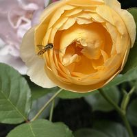 カシワバアジサイ,バラ,ポットマム,西洋オダマキ,バラ リュシオールの画像