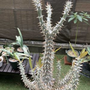 パキポディウム,パキポディウム・ホロンベンセ,多肉植物,塊根植物,コーデックスの画像