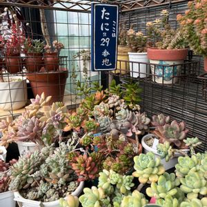 多肉棚,多肉植物の紅葉,るる　かまぼこ板で繋がる輪の画像