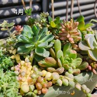 セダム,オーロラ,斑入りグリーンネックレス,多肉植物,多肉植物寄せ植えの画像