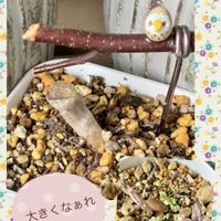 ビアホップ ,多肉ちゃんいろいろ,多肉ちゃん。,ラグランジア クリスタルヴェール,花のある暮らしの画像