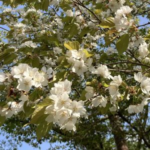 サクラ,シロヤシオ,ヤマザクラ,モミジイチゴ,さくら サクラ 桜の画像